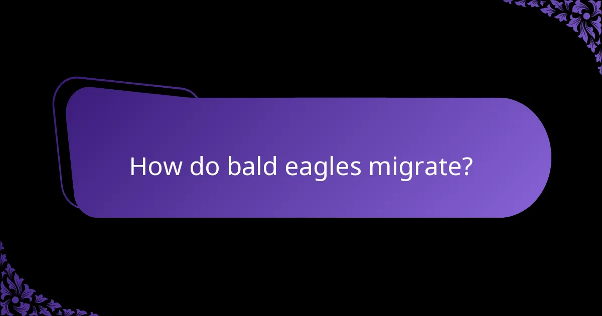 How do bald eagles migrate?