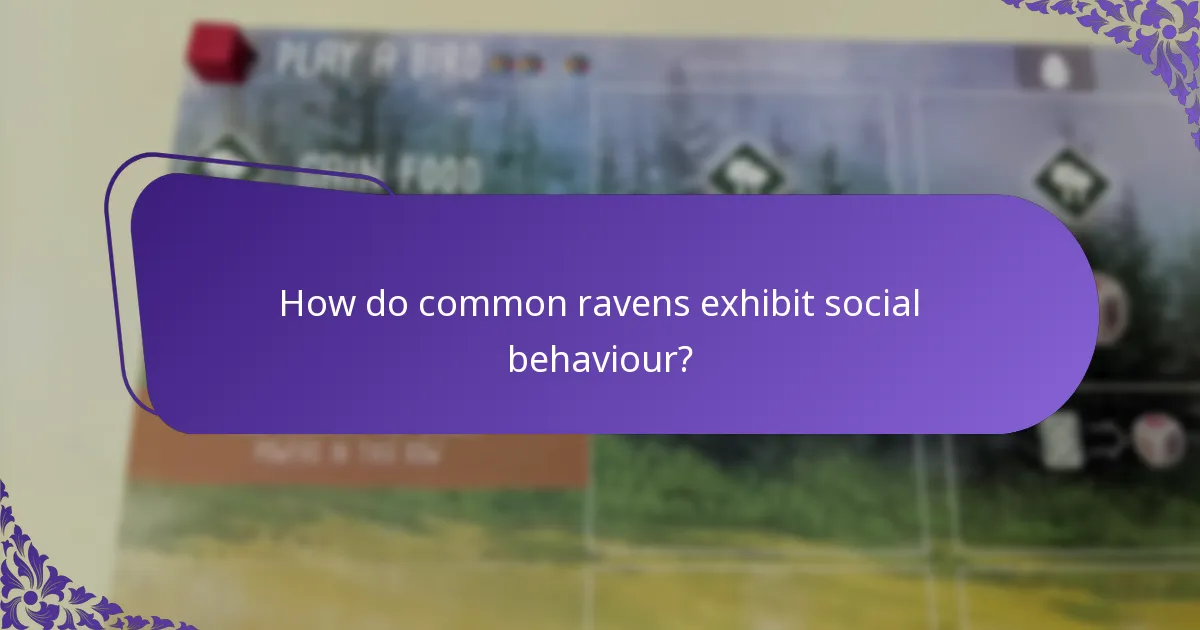 How do common ravens exhibit social behaviour?