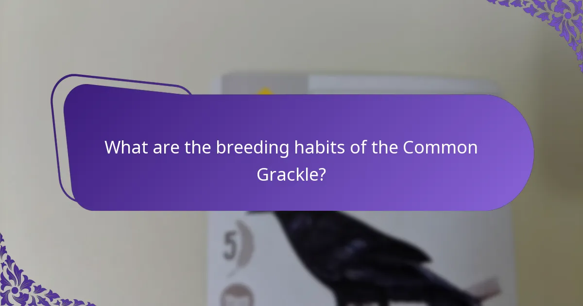 What are the breeding habits of the Common Grackle?