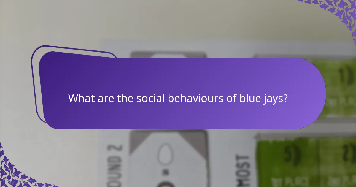 What is the diet of blue jays?