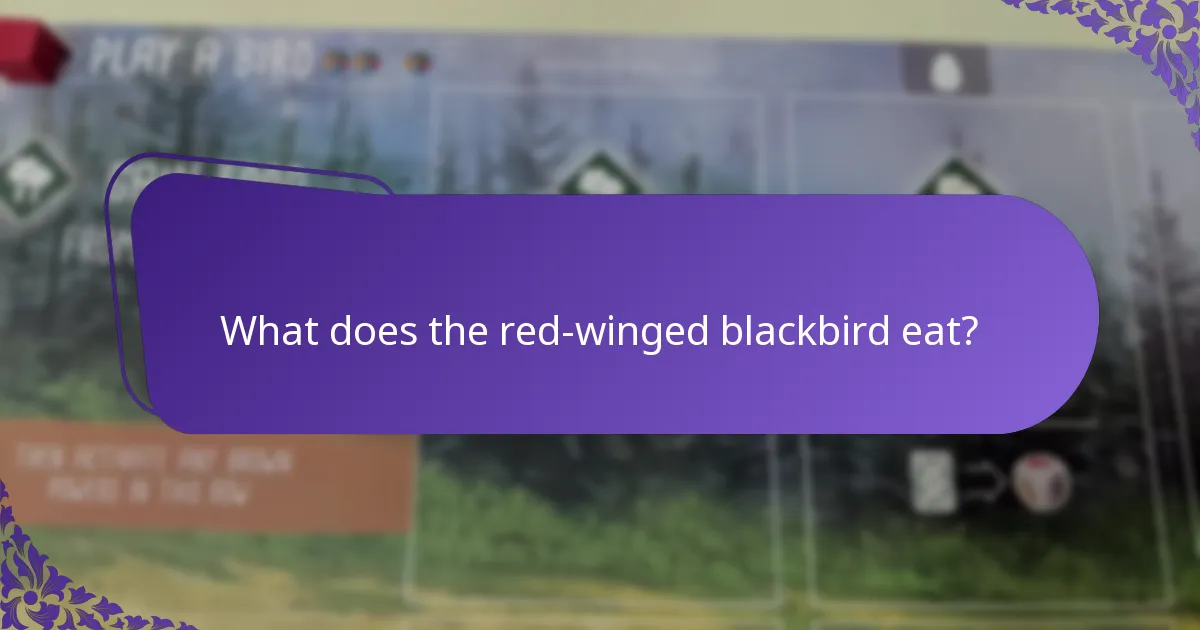 How does the red-winged blackbird’s behaviour adapt to environmental changes?